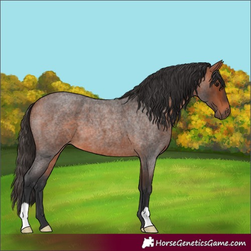Horse Color:Bay Roan