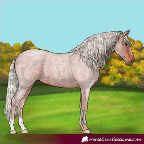Horse Color:Silver Brown Roan Rabicano 