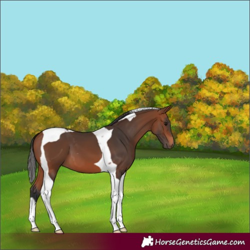 Horse Color:Bay Tobiano 