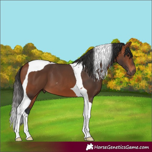 Horse Color:Bay Tobiano