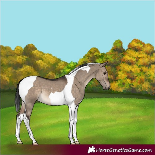 Horse Color:Brown Dun Tobiano 