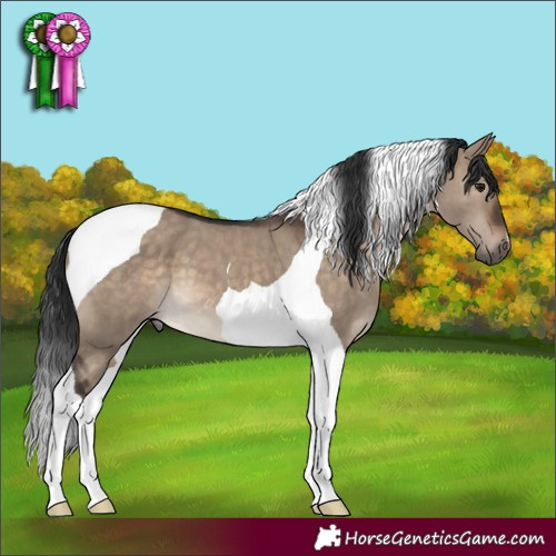 Horse Color:Brown Dun Tobiano 