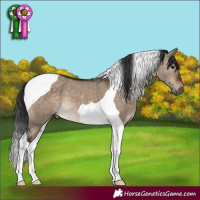 Horse Color:Brown Dun Tobiano 