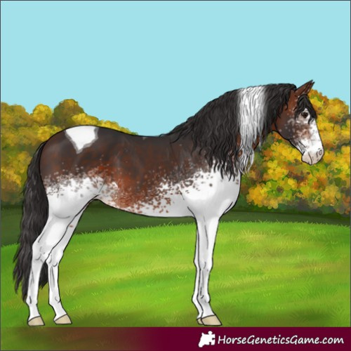 Horse Color:White Spotted Bay Tobiano
