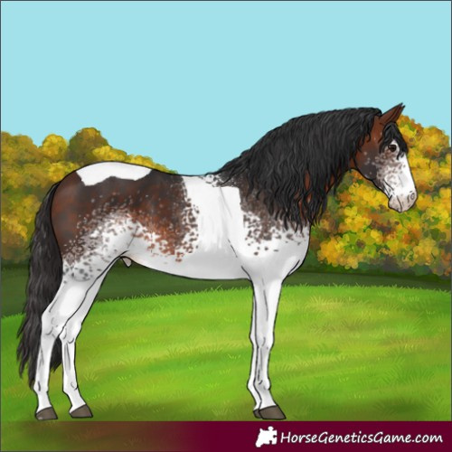 Horse Color:White Spotted Bay Tobiano