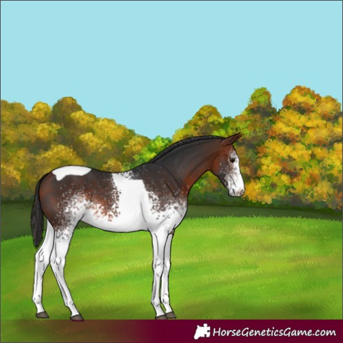 Horse Color:White Spotted Bay Tobiano 