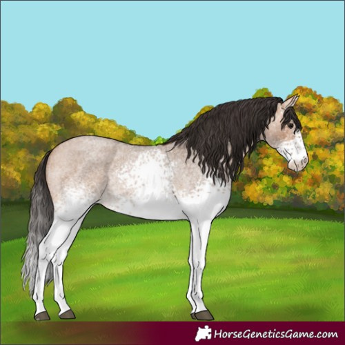 Horse Color:White Spotted Bay Roan Dun Rabicano
