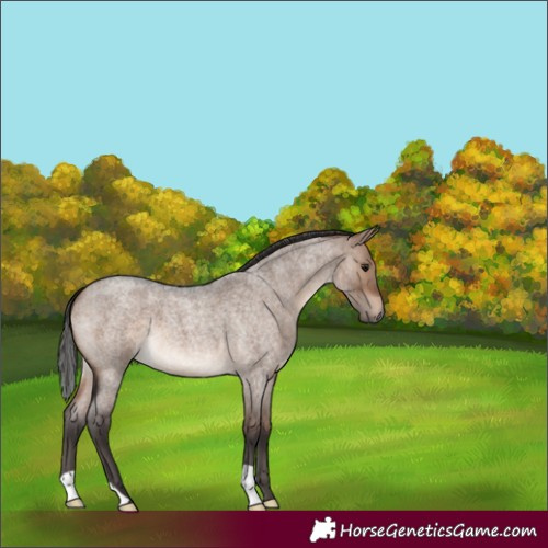 Horse Color:Brown Roan Dun 