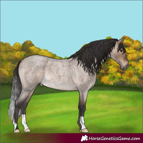 Horse Color:Brown Roan Dun