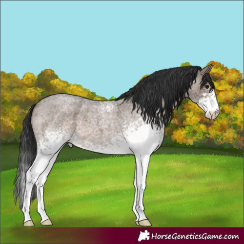 Horse Color:White Spotted Brown Roan Dun