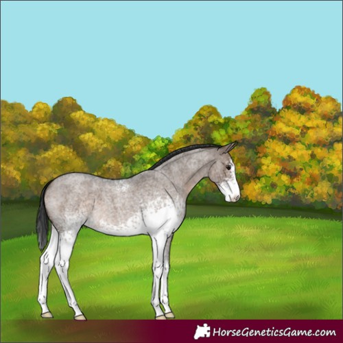 Horse Color:White Spotted Brown Roan Dun 