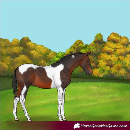 Horse Color:Brown Tobiano 