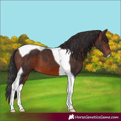 Horse Color:Brown Tobiano