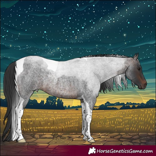 Horse Color:Brown Roan Tobiano 