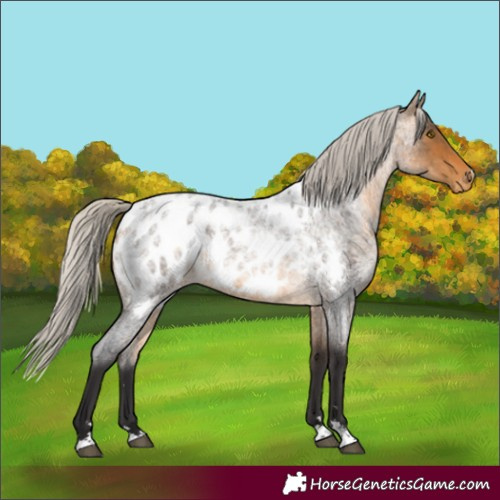 Horse Color:Silver Buckskin Roan Blanket 