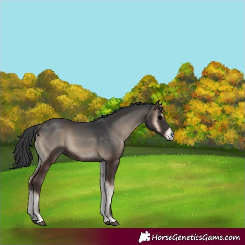Horse Color:Blue Onyx Rabicano