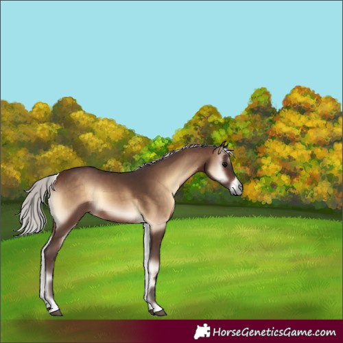 Horse Color:Silver Brown Onyx 