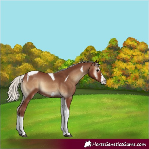Horse Color:Silver Blue Onyx Tobiano Frame 