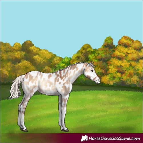 Horse Color:Silver Bay Onyx Tobiano Near Leopard Rabicano 