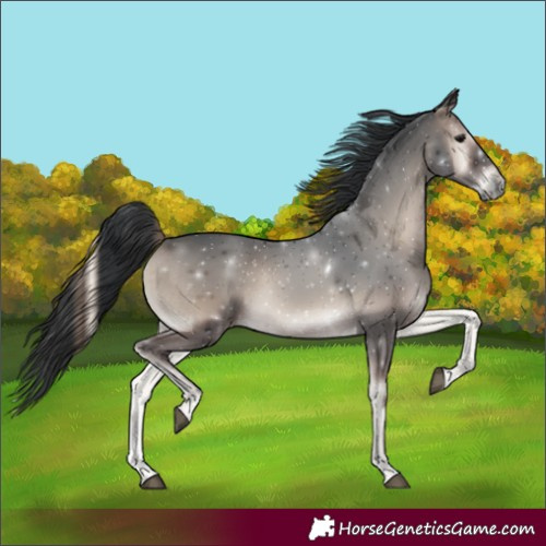 Horse Color:Blue Onyx 