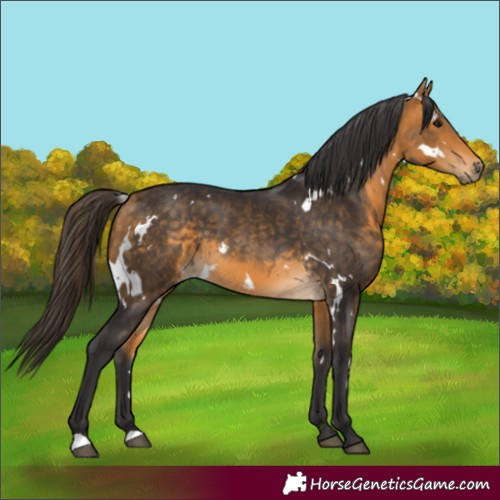 Horse Color:White Spotted Buckskin Rabicano 