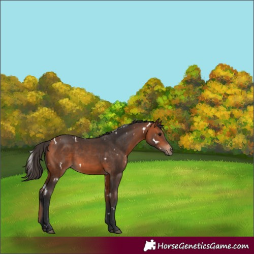 Horse Color:White Spotted Bay Rabicano 