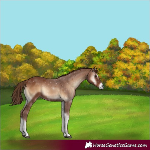 Horse Color:Red Onyx