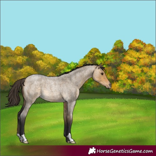 Horse Color:Buckskin Roan Dun Rabicano 