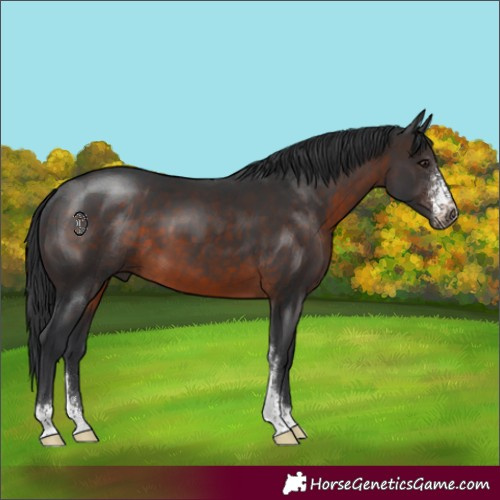Horse Color:Brown Sabino 
