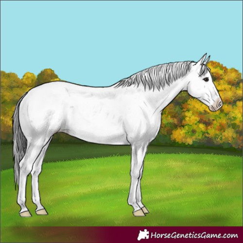 Horse Color:Black Sabino Appaloosa 