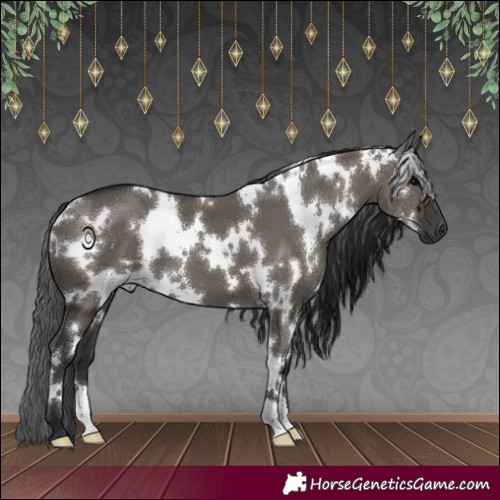 Horse Color:White Spotted Grullo