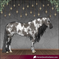 Horse Color:White Spotted Grullo