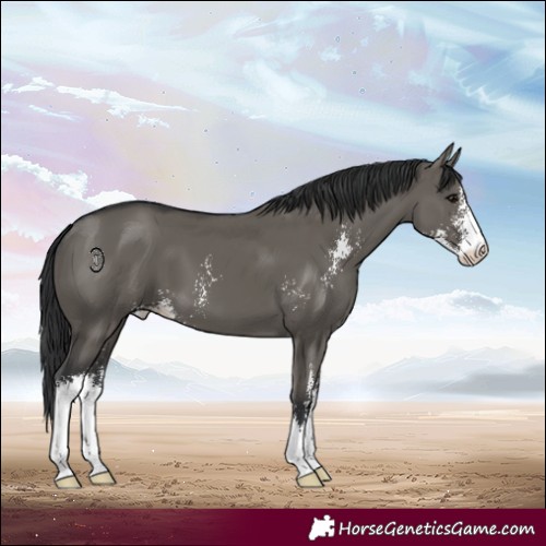 Horse Color:Grullo Sabino 
