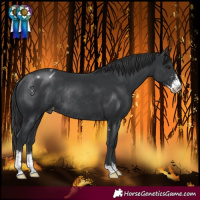 Horse Color:Black Sabino Varnish Rabicano 