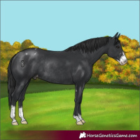 Horse Color:Black Sabino Varnish Rabicano