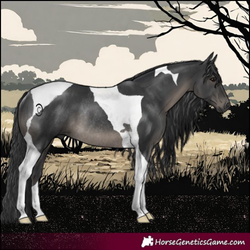 Horse Color:Black Tobiano Rabicano