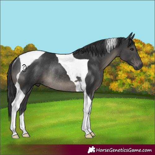 Horse Color:Black Tobiano Rabicano 
