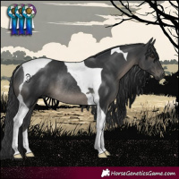 Horse Color:Black Tobiano Rabicano