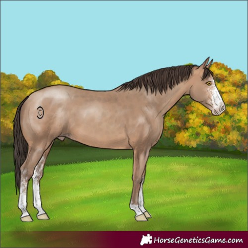 Horse Color:Sable Champagne Sabino