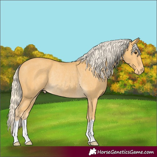Horse Color:Palomino Appaloosa Rabicano