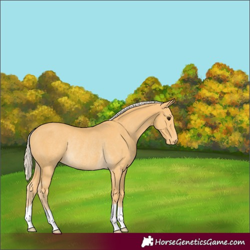 Horse Color:Palomino Appaloosa Rabicano 