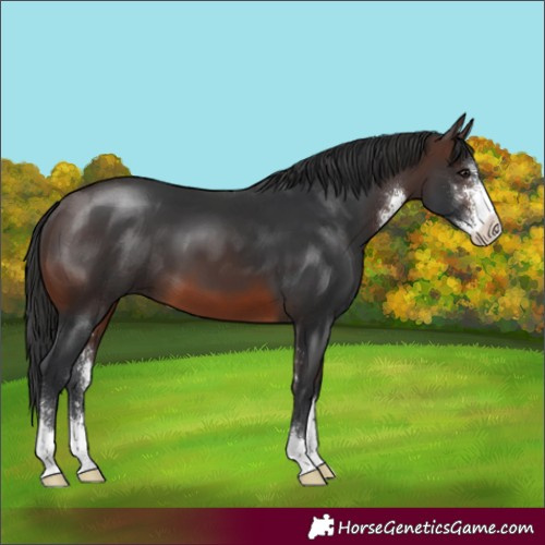 Horse Color:Brown Sabino 