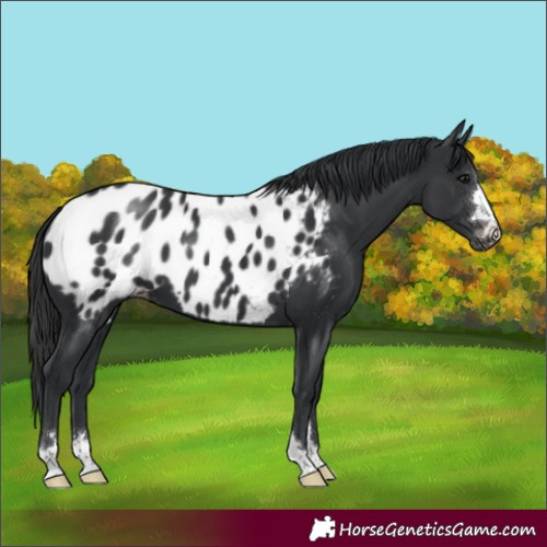 Horse Color:Black Appaloosa 