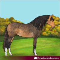 Horse Color:Buckskin