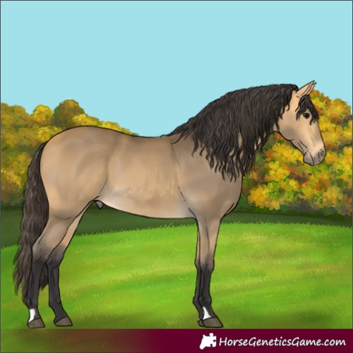 Horse Color:Buckskin 