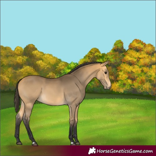 Horse Color:Buckskin 