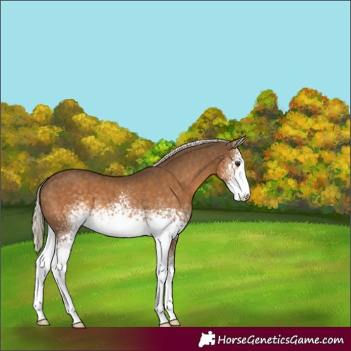 Horse Color:White Spotted Chocolate Palomino Appaloosa 