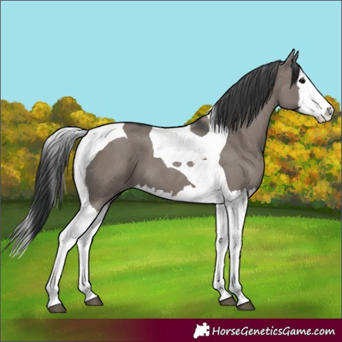 Horse Color:Grullo Splash Tobiano