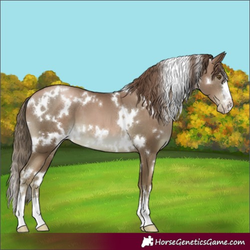 Horse Color:White Spotted Liver Chestnut Pearl 