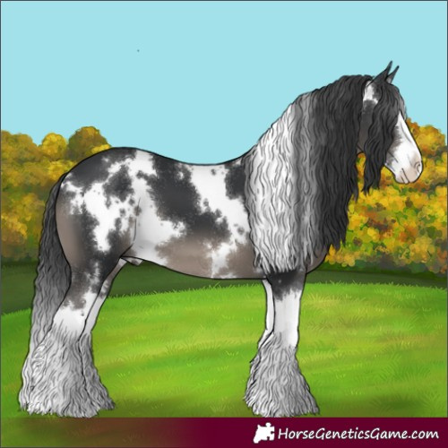 Horse Color:White Spotted Black Splash